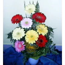 Népszerű kilences - Gerbera 01 Népszerű kilences - Gerbera 01