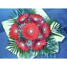 Bordó arany - Gerbera 03