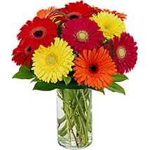 Linné barátja - Gerbera 05 Linné barátja - Gerbera 05