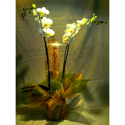 Angyali Üdvözlet - Orchidea